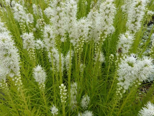 LIATRIS spicata 'Alba' - Liatride