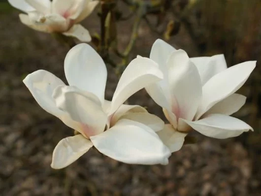 MAGNOLIA soulangeana 'Alba Superba' - Magnolia à fleurs blanche 'Alba superba'