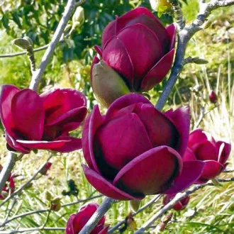 MAGNOLIA 'Black Tulip' ® - Magnolia violet foncé