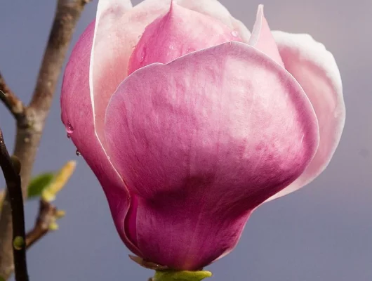 MAGNOLIA soulangeana 'Lennei' - Magnolia 'Lennei'