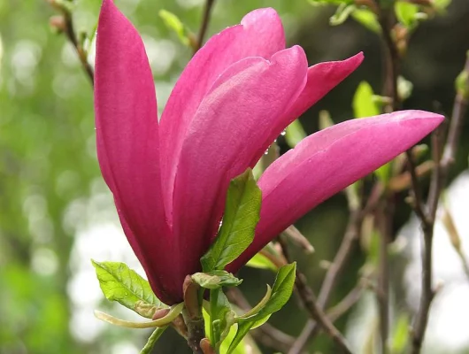 MAGNOLIA 'Susan' - Magnolia parfumé