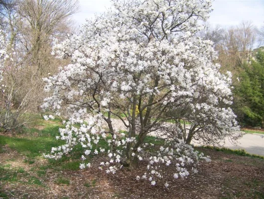 MAGNOLIA Stellata 'Royal Star' - Magnolia étoilé rose clair 'royal Star'
