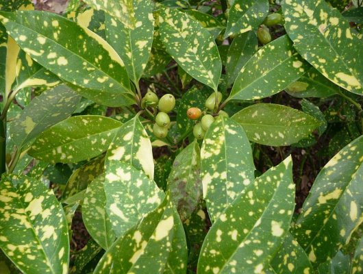 AUCUBA japonica 'Variegata' - Aucuba à feuilles panachées 'Variegata'