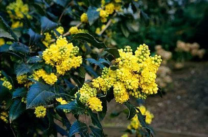 MAHONIA aquifolium 'Apollo' - Mahonia à feuilles de houx 'Apollo'