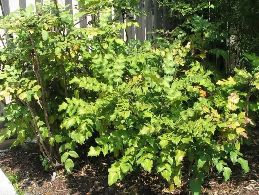 MAHONIA japonica 'Bealei' - Mahonia japonais Bealei