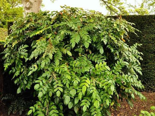 MAHONIA japonica 'Hivernant' - Mahonia japonais Hivernant