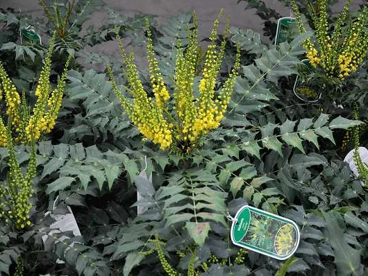 MAHONIA media 'Charity' - Mahonia 'Charity'