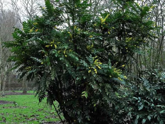 MAHONIA media 'Winter Sun' - Mahonia 'Winter sun'