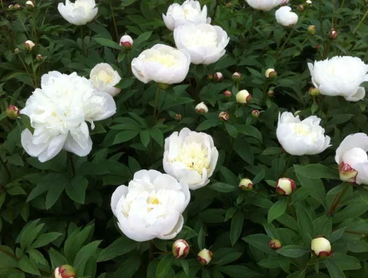 PAEONIA lactiflora 'Immaculée' - Pivoine de Chine