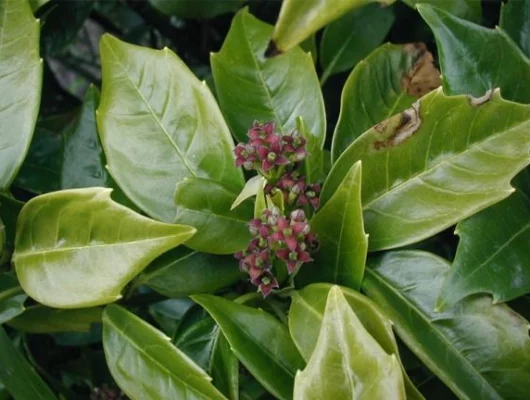 AUCUBA japonica 'Rozannie' - Aucuba du japon 'Rozannie'