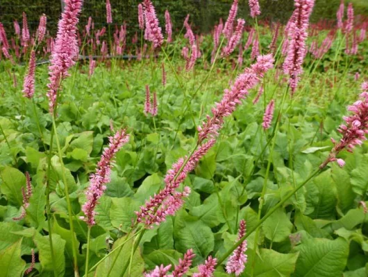 PERSICARIA amplexicaulis 'Jo and Guido’s form' - Renouée