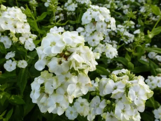 PHLOX paniculata 'Jade' - Phlox paniculé