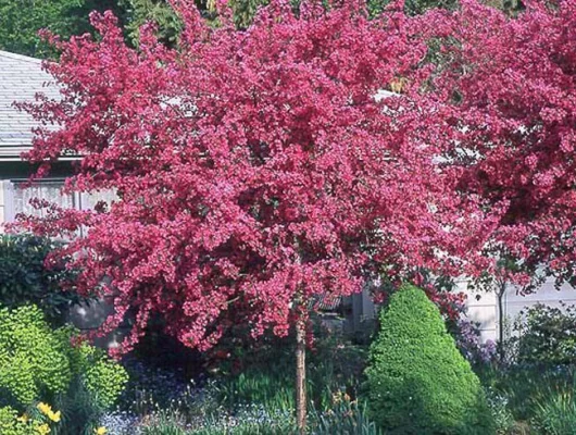 MALUS X 'Profusion' - Pommier à fleurs 'Profusion'