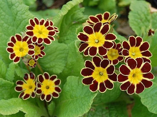 PRIMULA elatior 'Gold Lace Red'