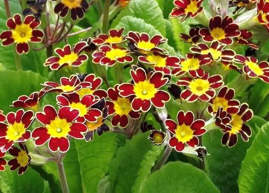 PRIMULA elatior 'Gold Lace Scarlet'