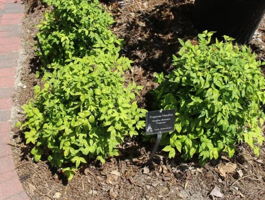 NANDINA domestica 'Firepower' - Bambou sacré nain 'Firepower'