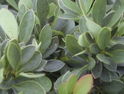 BERBERIS buxifolia 'Nana' - Epine vinette