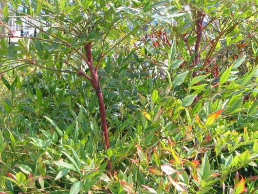 NANDINA domestica 'Richmond' - Bambou sacré 'Plum passion'