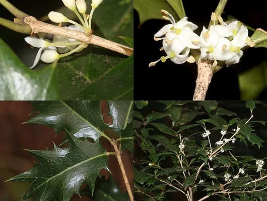 OSMANTHUS heterophyllus - Osmanthe à feuilles variables