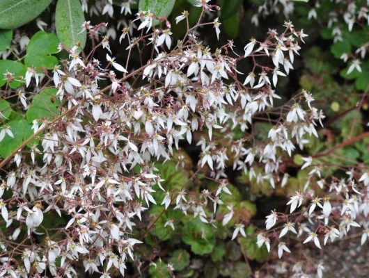 SAXIFRAGA stolonifera 'Cuscutiformis' - Saxifrage