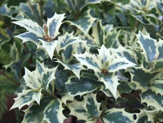 OSMANTHUS heterophyllus 'Variegatus' - Osmanthus à feuilles variables panachées