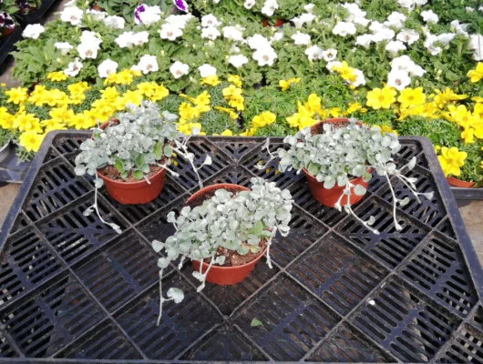 DICHONDRA 'Silver Falls' - Plantes annuelle