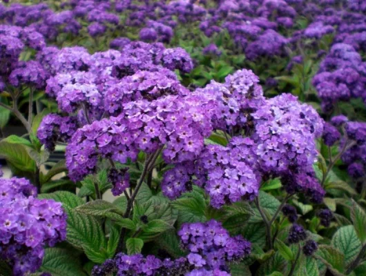 HELIOTROPE - Plante annuelle