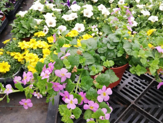 BACOPA sutera 'Rose' - Bacopa Gulliver Rose