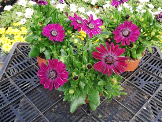 OSTEOSPERMUM 'Mauve' - Plante annuelle