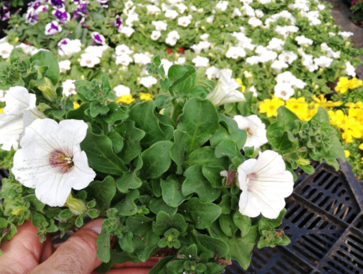 PETUNIA Surfinia 'Blanc' - Plante annuelle
