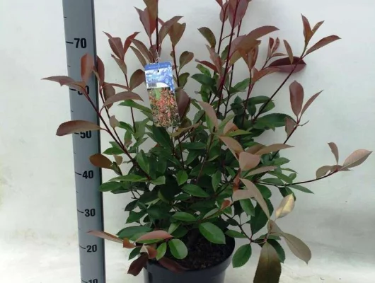 PHOTINIA fraseri 'Red Robin' - Plantes de haie