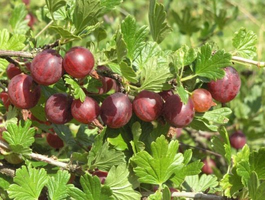 Groseillier à maquereau 'Captivator' - Ribes uva-crispa 'Captivator'