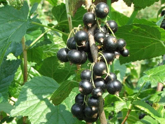 RIBES nigrum 'Ben Nevis' - Cassissier