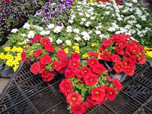 CALIBRACHOA 'Rouge' - Mini pétunia