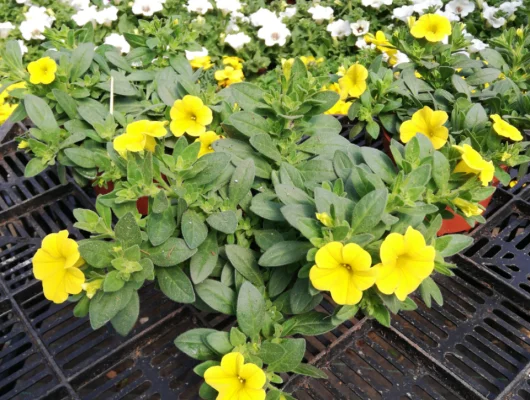 CALIBRACHOA 'Jaune' - Mini pétunia