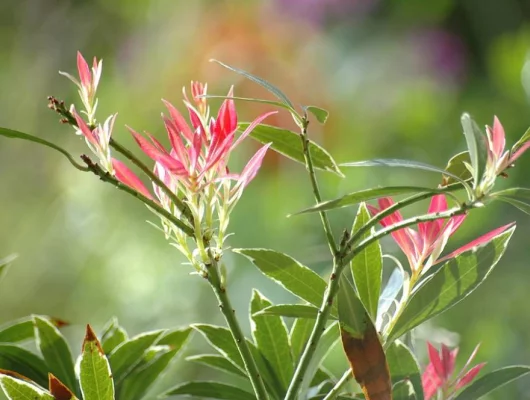 PIERIS japonica 'Flaming Silver' - Andromède 'Flaming Silver'