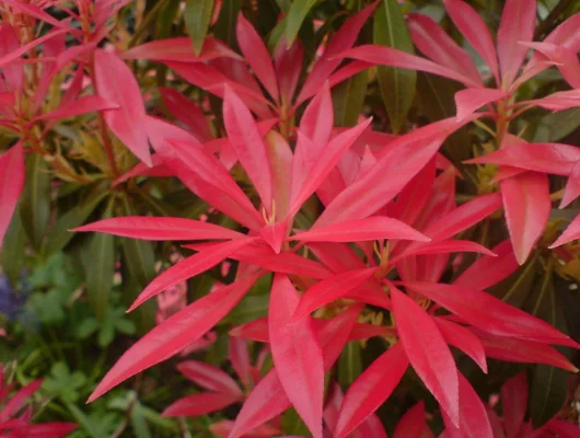 PIERIS japonica 'Forest Flame' - Andromède du Japon