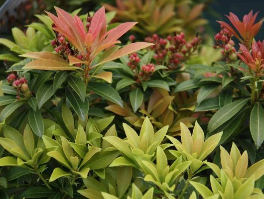 PIERIS japonica 'Cupido' - Andromède du Japon 'Cupido'.