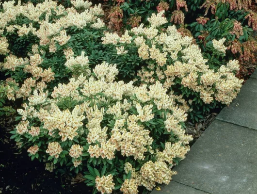 PIERIS japonica 'Débutante' - Andromède du Japon naine