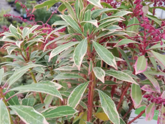 PIERIS japonica 'Polar Passion'® - Andromède du Japon naine