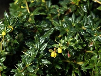 BERBERIS frikartii 'Amstelveen' - Epine vinette à feuilles persistantes 'Amstelveen'