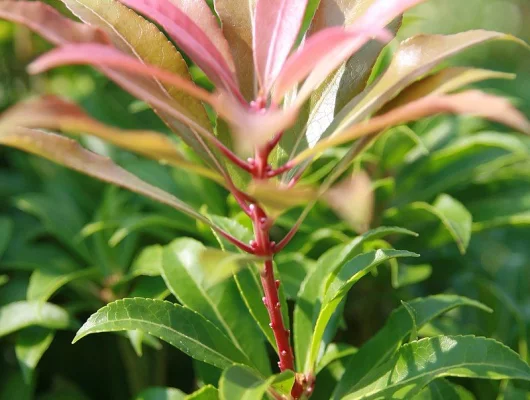 PIERIS japonica 'Mountain Fire' - Andromède du Japon 'Mountain Fire'
