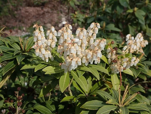 PIERIS japonica 'Purity' - Andromède du Japon