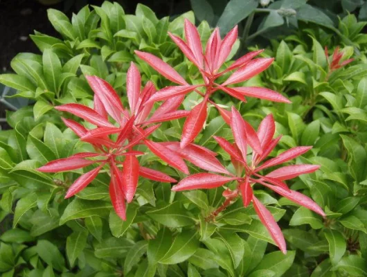 PIERIS japonica 'Red Mill' - Andromède du Japon 'Red Mill'