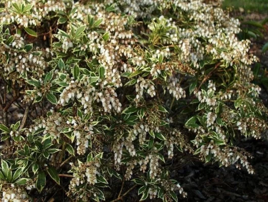 PIERIS japonica 'White Rim'' - Andromède à feuilles panachées