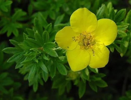 POTENTILLA fruticosa - Potentille arbustive