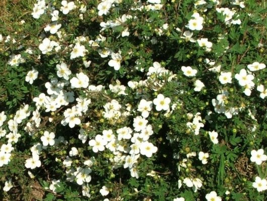 POTENTILLA fruticosa 'Abbotswood' - Potentille arbustive blanche