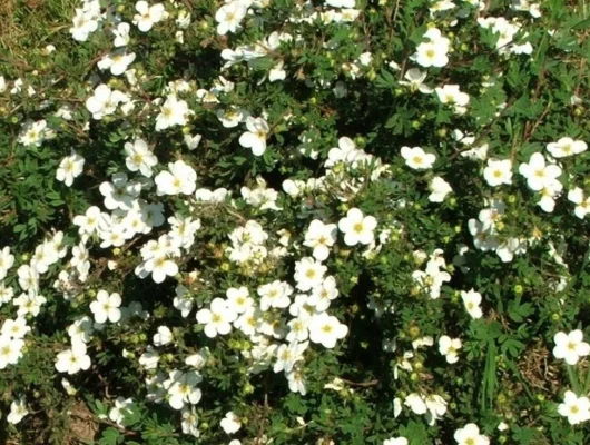 POTENTILLA fruticosa 'Abbotswood' - Potentille arbustive 'Abbotswood'