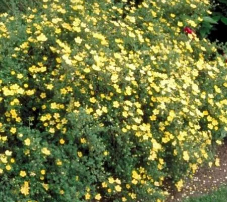 POTENTILLA fruticosa 'Elisabeth' - Potentille arbustive 'Elisabeth'