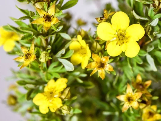 POTENTILLA fruticosa 'Farreri' - Potentille arbustive 'Farreri'